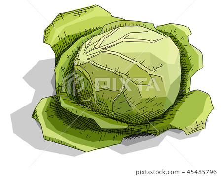 Illustration sketch of drawing fruit cabbage. 45485796