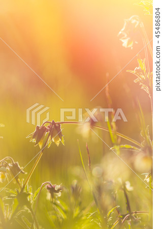 Vintage photo of beautiful purple wild flowers in Vintage photo of beautiful purple wild flowers in 45486804
