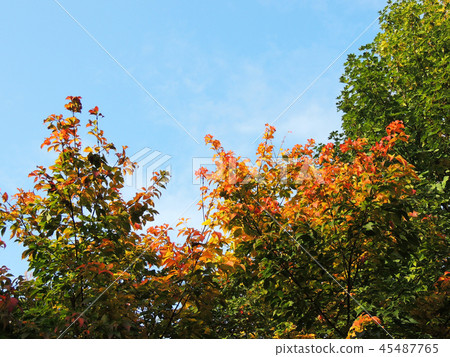 Maple Henry, Acer henryi Pax, in the fall Maple Henry, Acer henryi Pax, in the fall 45487765