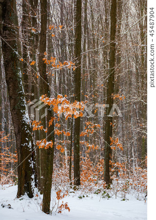 winter forest with some fall foliage in snow winter forest with some fall foliage in snow 45487904