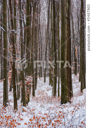winter forest with some fall foliage in snow 45487905