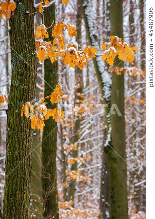 winter forest with some fall foliage in snow winter forest with some fall foliage in snow 45487906