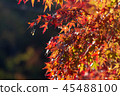 Autumn leaves 45488100