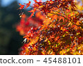 Autumn leaves 45488101