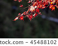 Autumn leaves 45488102
