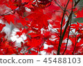 Autumn leaves 45488103