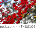Autumn leaves 45488104