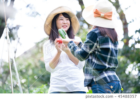 農業蔬菜生產者收穫農民 45488357