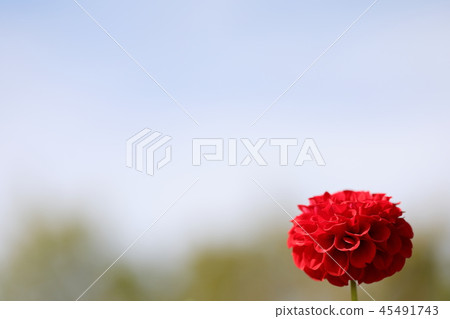 紅色dahlia_alice 45491743