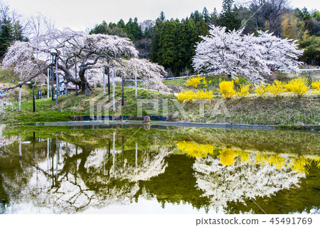 Jizo Sakura in Nakajima, Nihonmatsu City, Fukushima Prefecture Jizo Sakura in Nakajima, Nihonmatsu City, Fukushima Prefecture 45491769