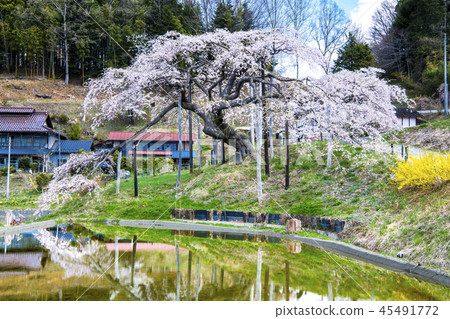Jizo Sakura in Nakajima, Nihonmatsu City, Fukushima Prefecture 45491772
