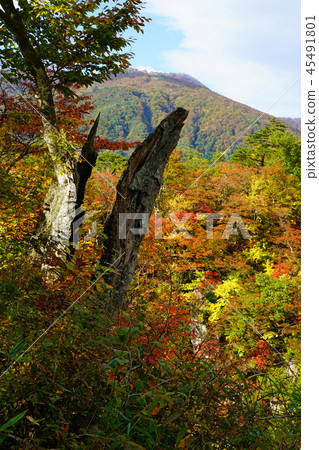 Naruko Gorge Autumn leaves Miyagi Prefecture 45491801