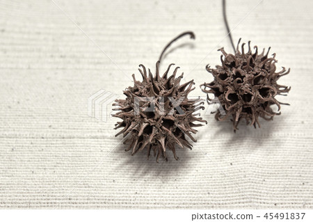 Sweetgum fruit 45491837