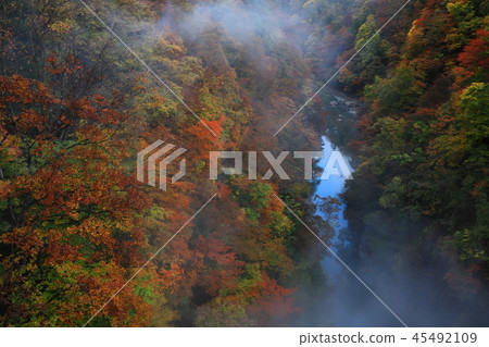 Konoyosha of autumn leaves Konoyosha of autumn leaves 45492109