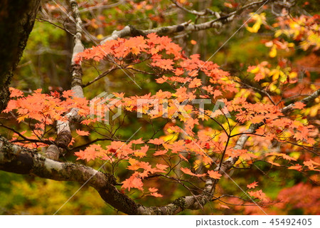 Maple leaves which turned red leaves Maple leaves which turned red leaves 45492405