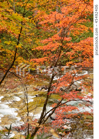 秋季葉子污濁的魚河流程 秋季葉子污濁的魚河流程 45492406