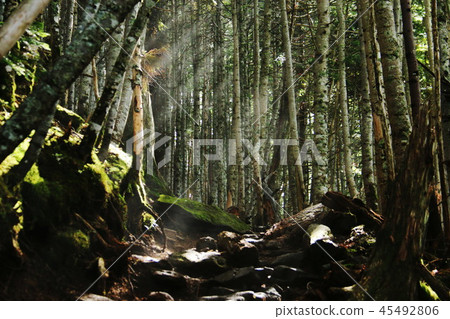 Mountain trail of white birch to Yatsugatake mountain range Irodake 45492806