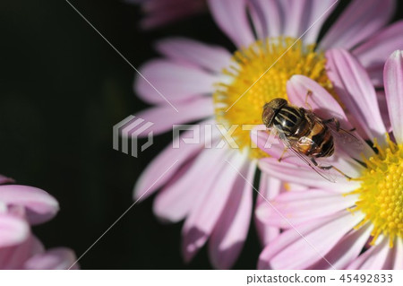 Yellow-tailed Yellowtail (male) 01 45492833