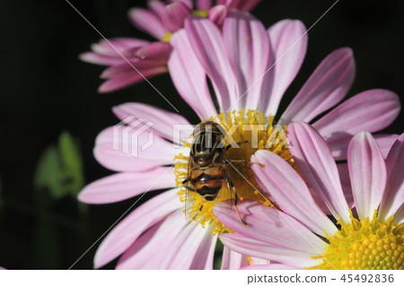 Yellow-tailed eagle (male) 04 45492836