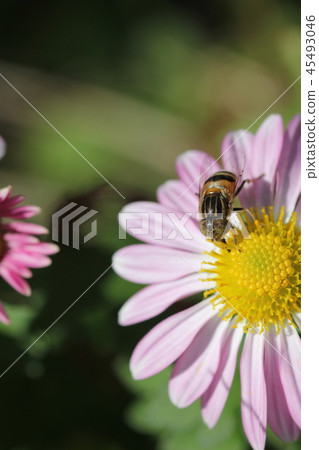 Yellow-tailed eagle (female) 02 45493046