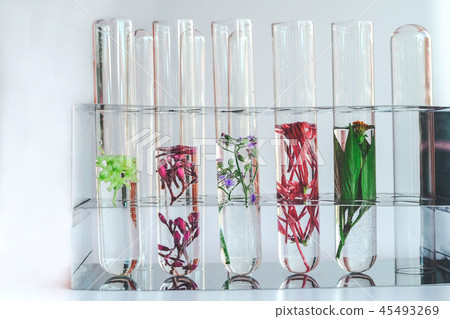 Small plants in test tube for biotechnology  45493269