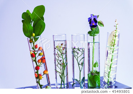 Small plants in test tube for biotechnology Small plants in test tube for biotechnology 45493801