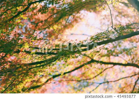 秋葉開始變色 45493877