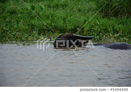 Inle Lake Inle Lake 45494489