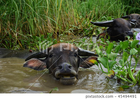 Inle Lake Inle Lake 45494491