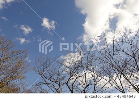 Winter image (dead tree) Winter image (dead tree) 45494648
