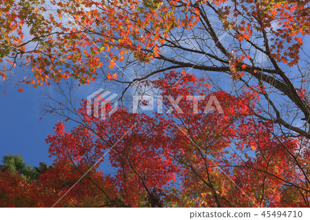 Kyoto Jingoji 45494710