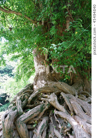 382 Shohoji的Great Ginkgo 382 Shohoji的Great Ginkgo 45494840