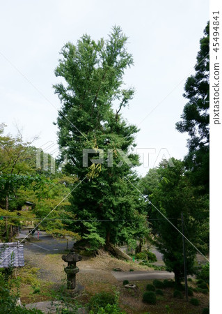 385 Shohoji的Great Ginkgo 45494841