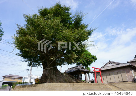 380 Yawata Shrine的大型zelkova 380 Yawata Shrine的大型zelkova 45494843