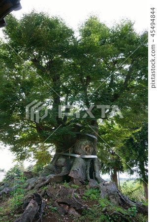 384八幡神社的大櫸樹 384八幡神社的大櫸樹 45494844