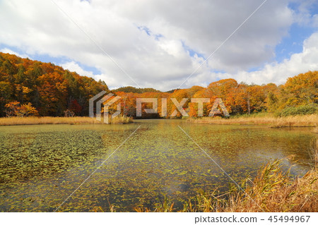 檜原湖西側的紅葉【福島縣北鹽原村】 檜原湖西側的紅葉【福島縣北鹽原村】 45494967