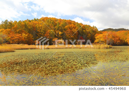 檜原湖西側的紅葉【福島縣北鹽原村】 檜原湖西側的紅葉【福島縣北鹽原村】 45494968