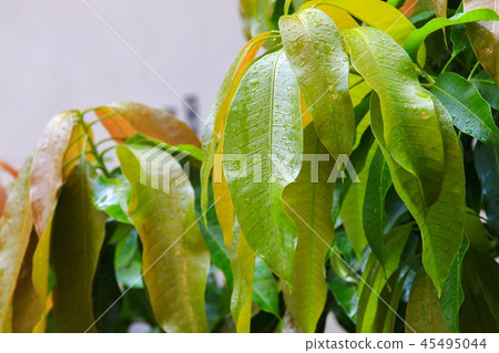 rain water drops on a green leaf mango rain water drops on a green leaf mango 45495044