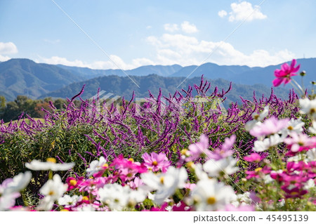 紫水晶賢者和宇宙香川縣曼諾公園 45495139