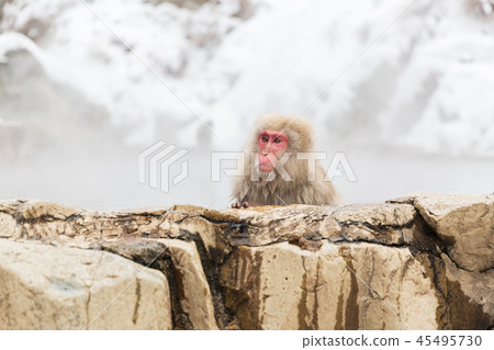 japanese macaque or snow monkey in hot spring japanese macaque or snow monkey in hot spring 45495730