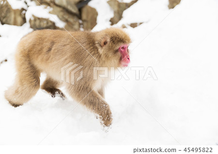 japanese macaque in snow at jigokudan monkey park japanese macaque in snow at jigokudan monkey park 45495822
