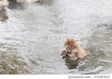 japanese macaque or snow monkey in hot spring japanese macaque or snow monkey in hot spring 45495824