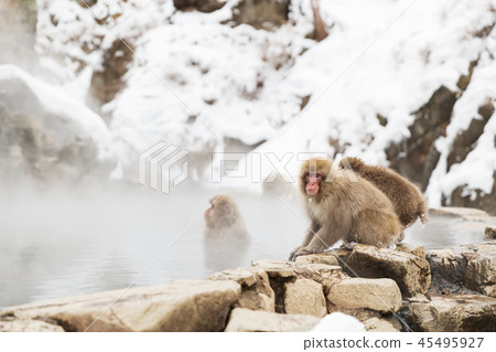 japanese macaques or snow monkeys in hot spring japanese macaques or snow monkeys in hot spring 45495927