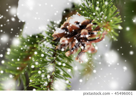 fir branch with snow and cone in winter forest fir branch with snow and cone in winter forest 45496001