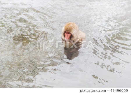 japanese macaque or snow monkey in hot spring japanese macaque or snow monkey in hot spring 45496009