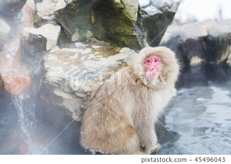 japanese macaque or snow monkey in hot spring japanese macaque or snow monkey in hot spring 45496043