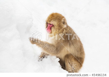 japanese macaque or monkey searching food in snow japanese macaque or monkey searching food in snow 45496134