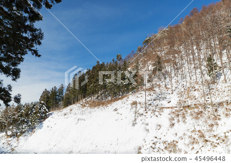winter forest in japan winter forest in japan 45496448