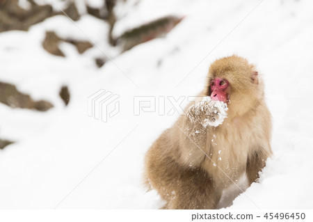 japanese macaque or monkey searching food in snow japanese macaque or monkey searching food in snow 45496450