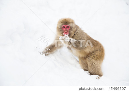 japanese macaque or monkey searching food in snow japanese macaque or monkey searching food in snow 45496507
